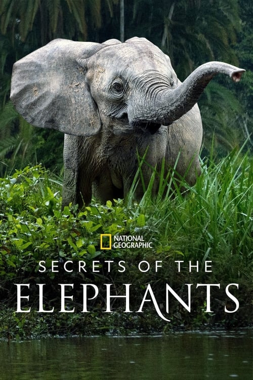 Secrets of the Elephants : 1.Sezon 2.Bölüm