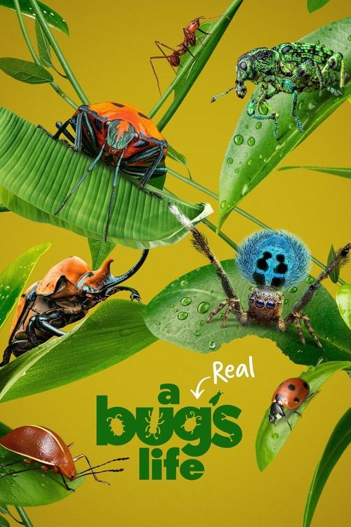 A Real Bug’s Life : 1.Sezon 5.Bölüm